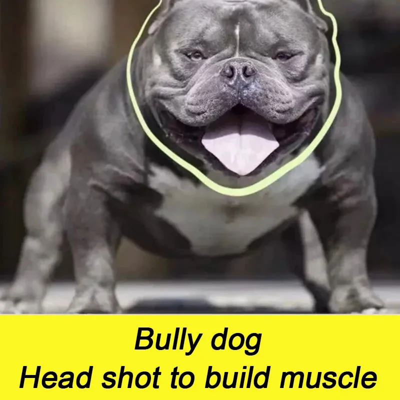 bulldog professional muscle builder whey protein powder puppies adults bully pitbull increase endurance pet dog nutrition 1kg bulldog professional muscle builder whey protein powder puppies adults bully pitbull increase endurance pet dog nutrition 1kg