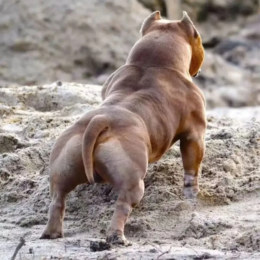 bulldog professional muscle builder whey protein powder puppies adults bully pitbull increase endurance pet dog nutrition 1kg bulldog professional muscle builder whey protein powder puppies adults bully pitbull increase endurance pet dog nutrition 1kg
