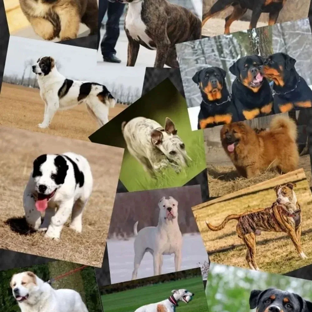 bulldog professional muscle builder whey protein powder puppies adults bully pitbull increase endurance pet dog nutrition 1kg bulldog professional muscle builder whey protein powder puppies adults bully pitbull increase endurance pet dog nutrition 1kg